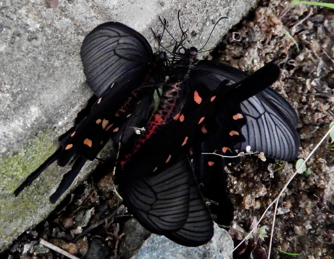 ジャコウアゲハの交尾