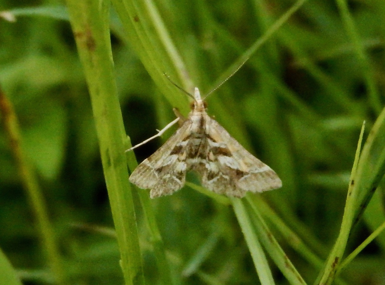 シロアヤヒメノメイガ