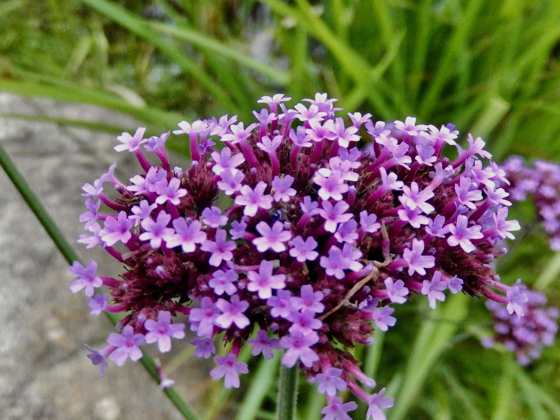 ヤナギハナガサ