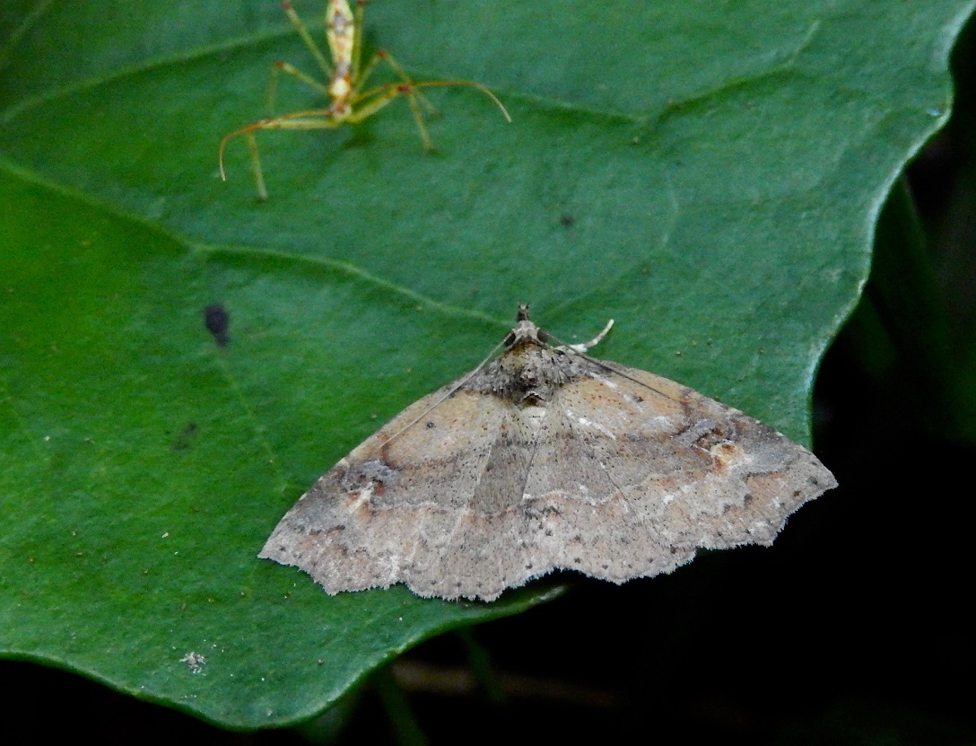 チョウセンツマキリアツバ