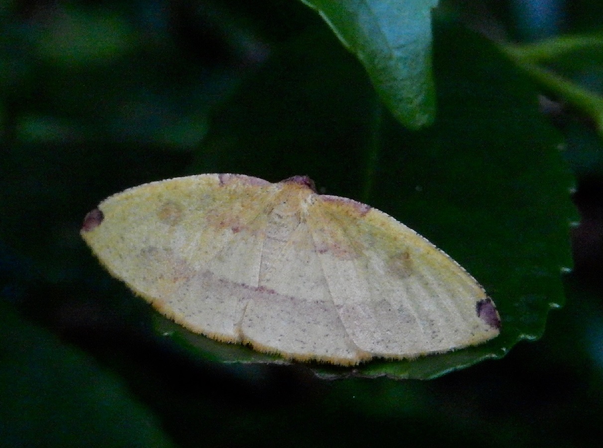 アカネエダシャク