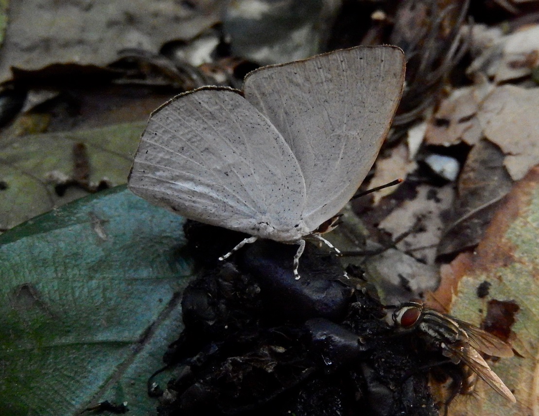 ウラギンシジミ