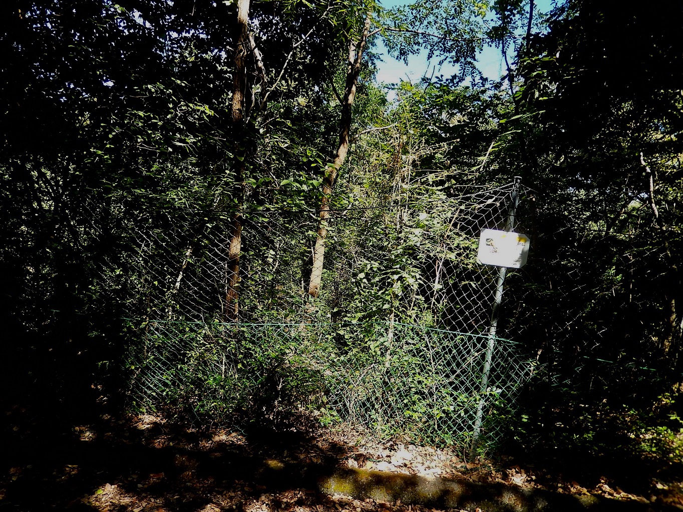 シカ除けのフェンス内の植生