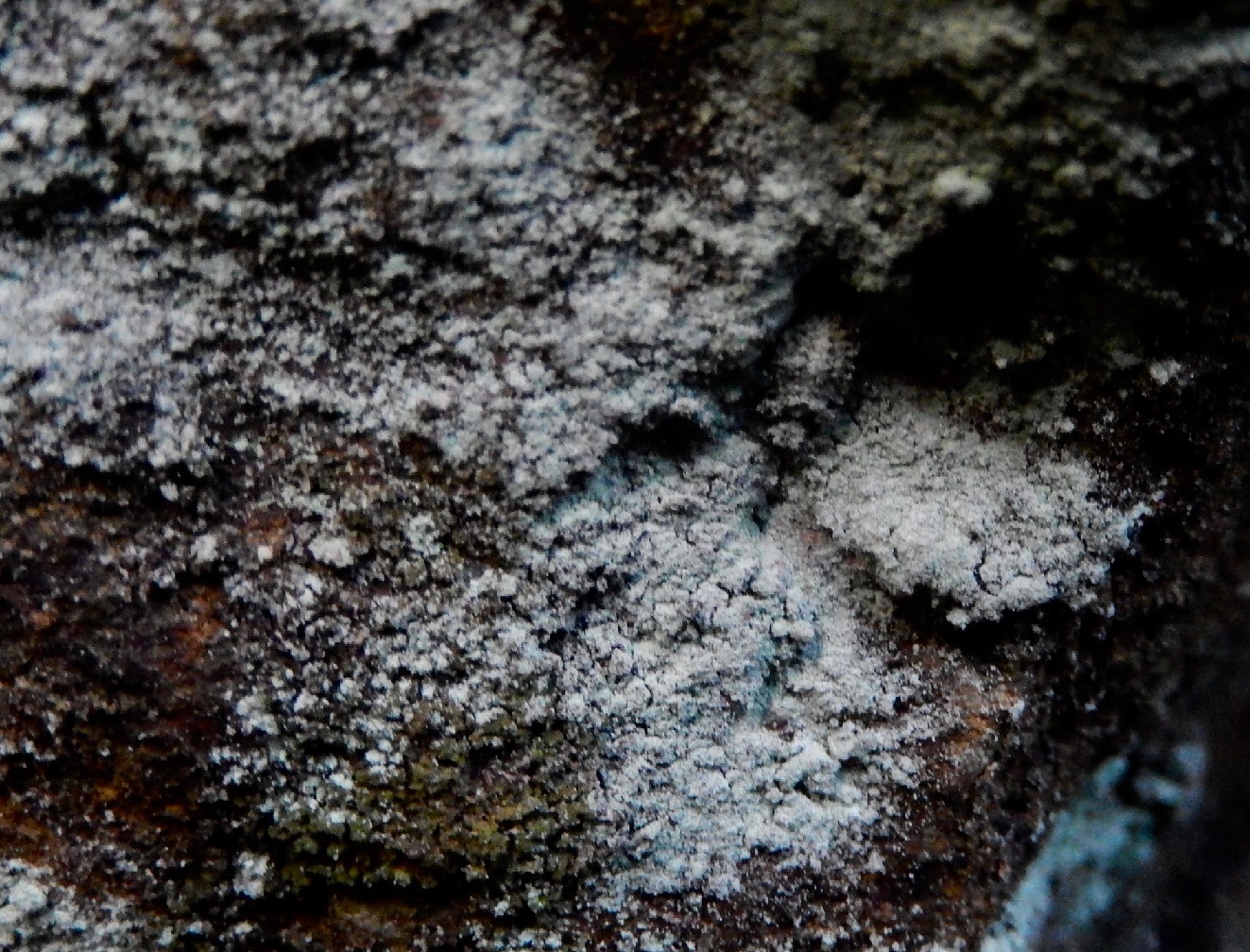 コマダラウスバカゲロウ