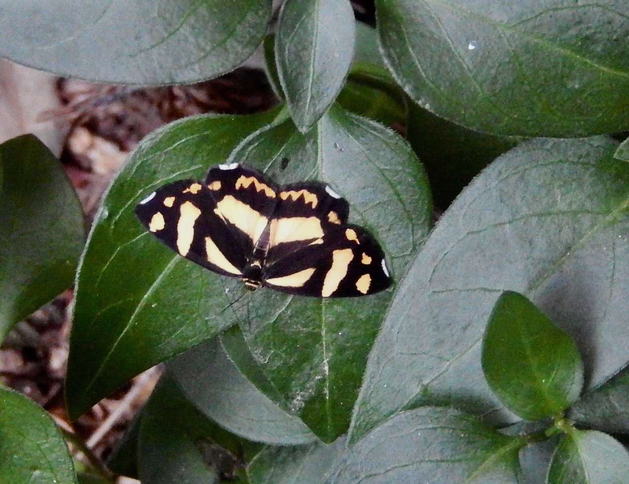 キンモンガ(黄色型)