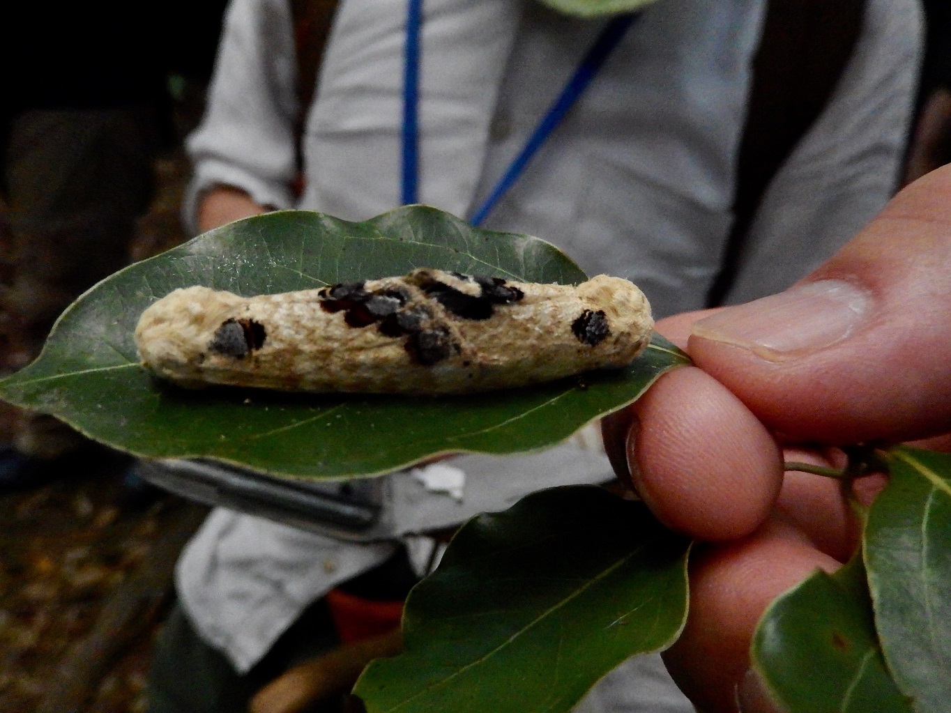 モンクロシャチホコ(交尾)