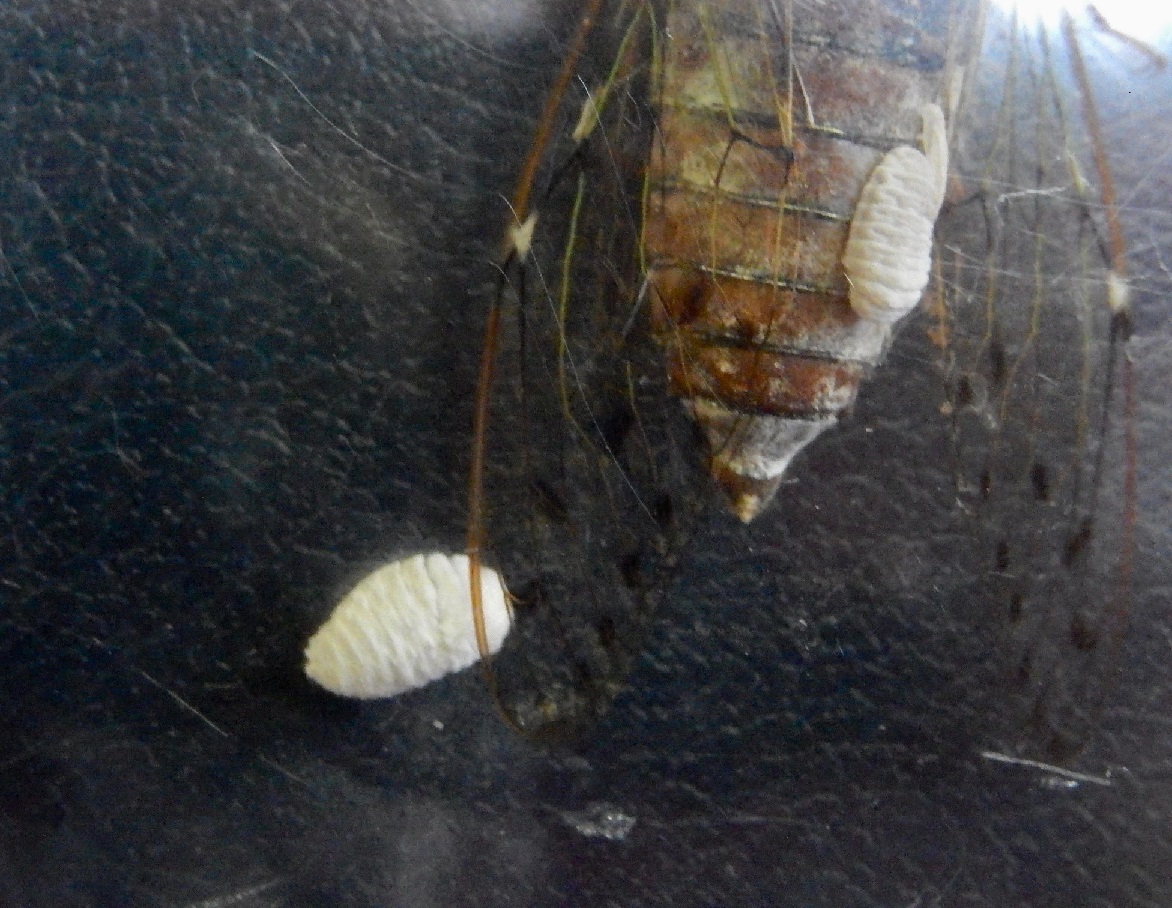 セミヤドリガとヒグラシ