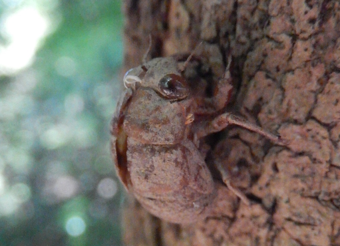 ニイニイゼミの脱け殻