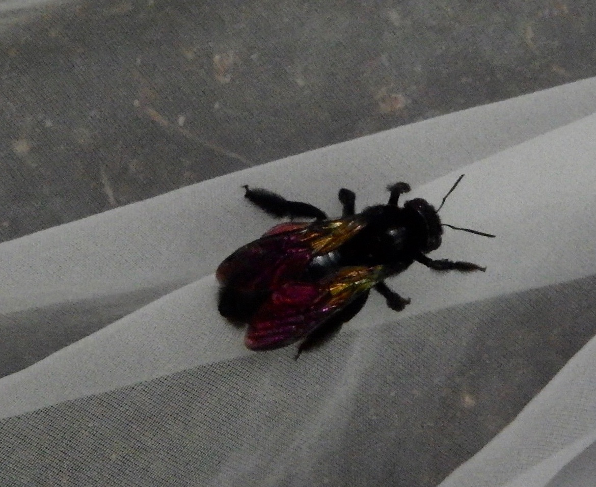 タイワンタケクマバチ