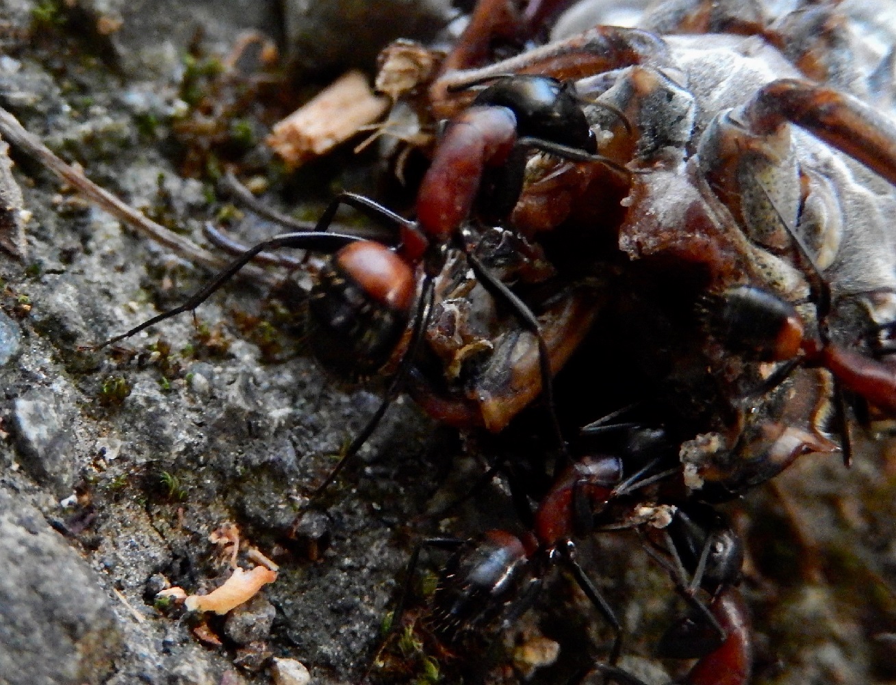 ムネアカオオアリ