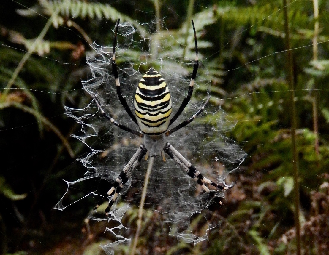 ナガコガネグモ