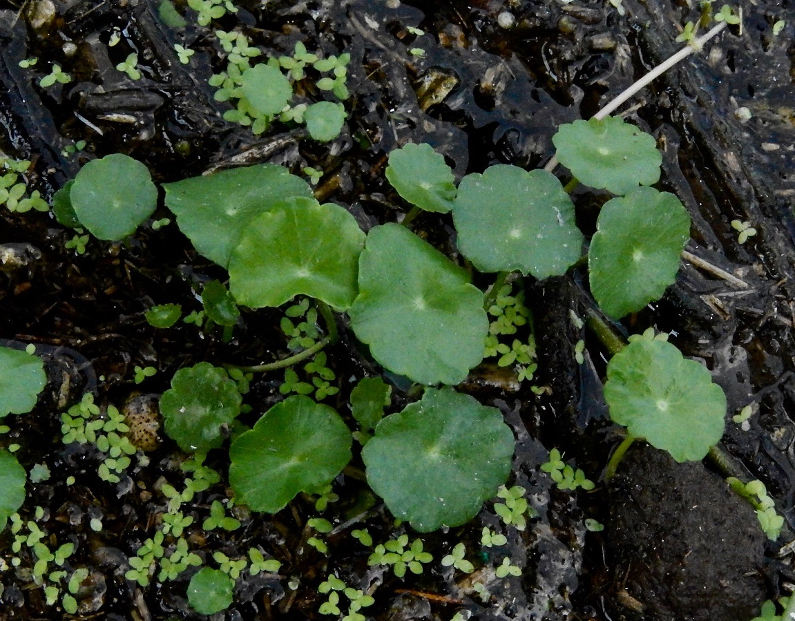 ウチワゼニクサ