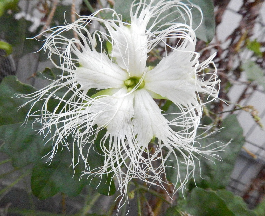 キカラスウリ(雌花)