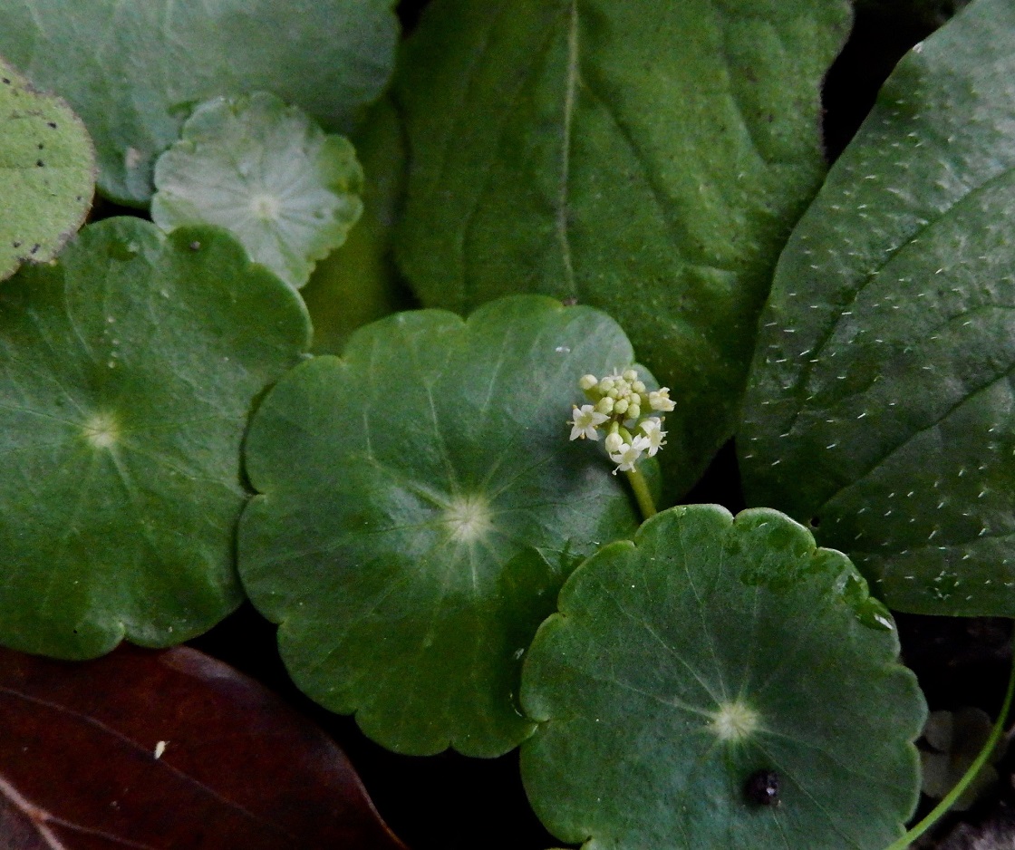 ウチワゼニクサ(地上部)