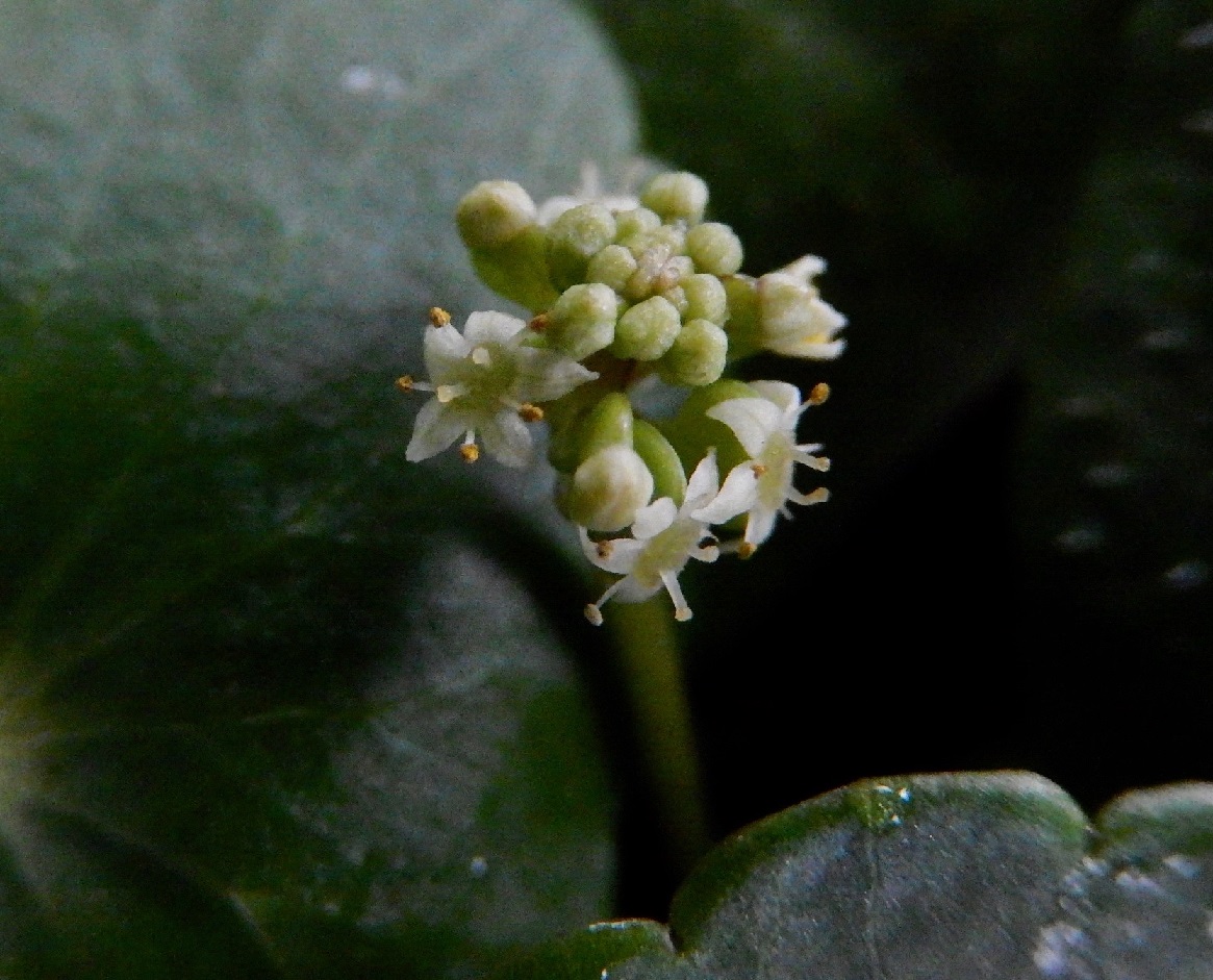 ウチワゼニクサの花
