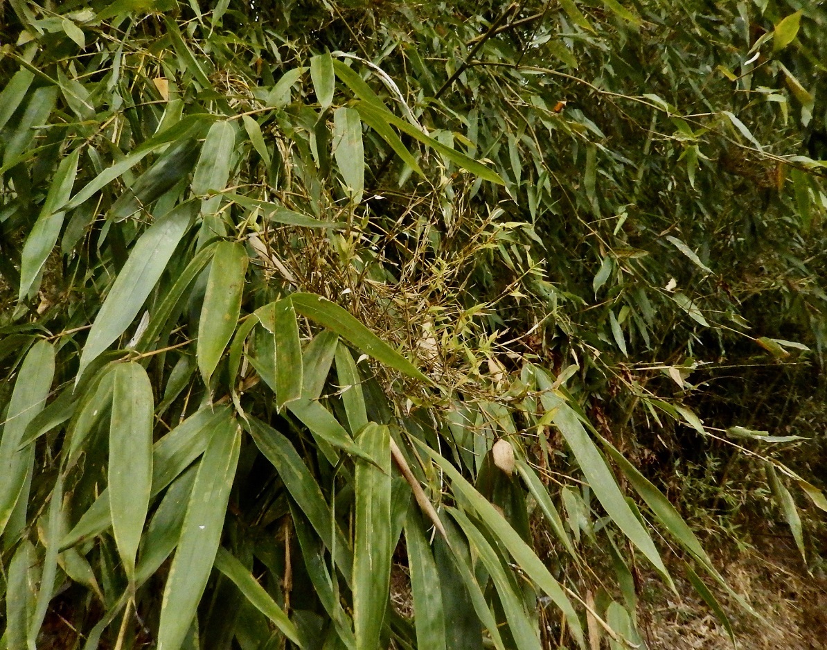 タケテンヅスビョウ